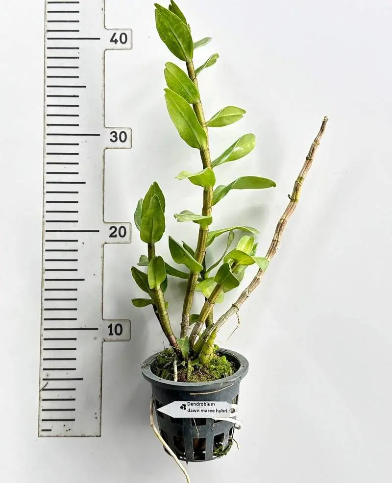 Dendrobium Dawn Maree Ready to Flower Size - Image 4