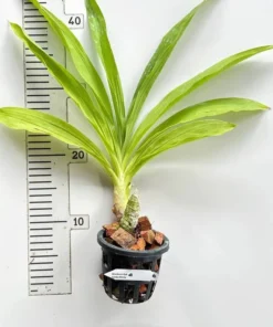 Alternative view of Cycnodes Orange Jumbo Micky (Fragrant)