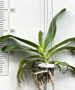 Alternative view of Ready to Flower Size Foxtail RG Orange (Rhynchostylis Gigantea)