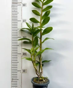 Dendrobium Dawn Maree Ready to Flower Size - Image 4