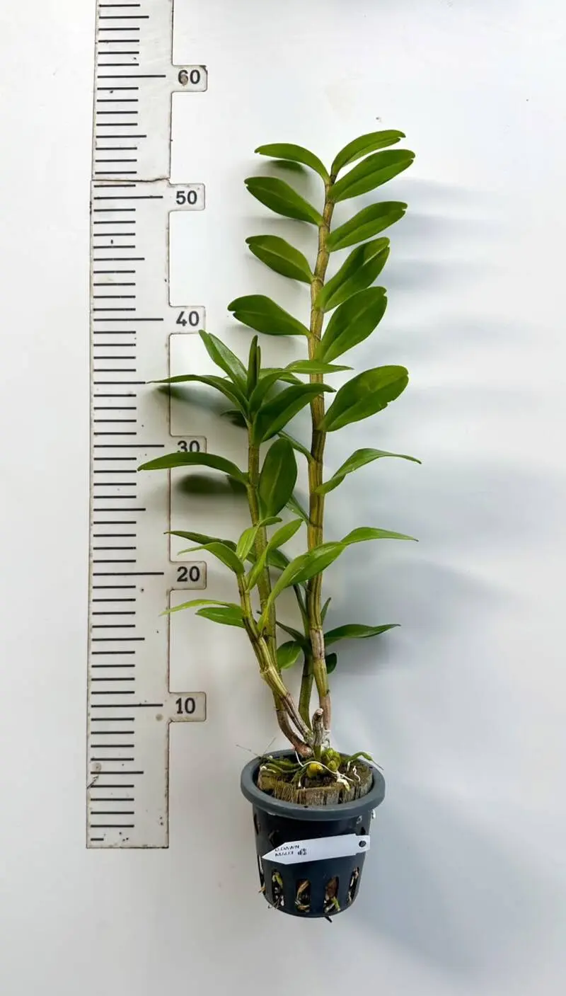 Dendrobium Dawn Maree Ready to Flower Size - Image 4