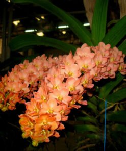 Ready to Flower Size Foxtail RG Orange (Rhynchostylis Gigantea)