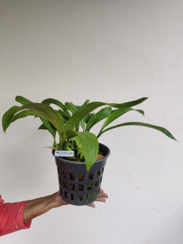 Coelogyne Pandurata Large Size - Image 2