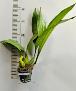Alternative view of Coelogyne Pandurata Blooming Size