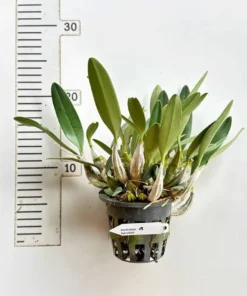 Dendrobium Lindleyi ( LINDLY ) Blooming Size - Image 3