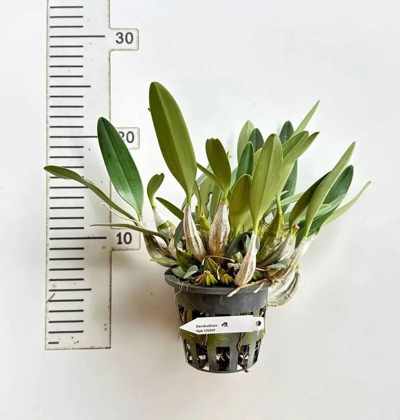 Dendrobium Lindleyi ( LINDLY ) Blooming Size - Image 3