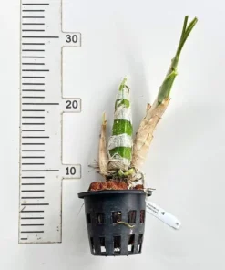 Alternative view of Clowesetum Penang Waltz