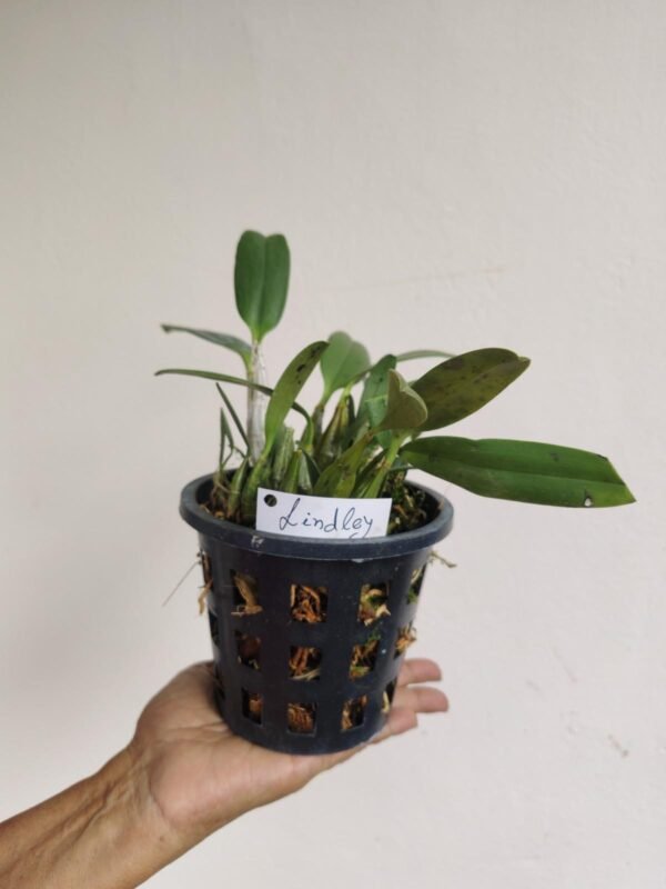 Blooming Size Lindleyi - Image 3