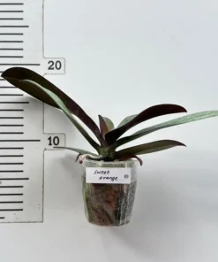 Alternative view of Phalaenopsis Sweet Orange Blooming Size