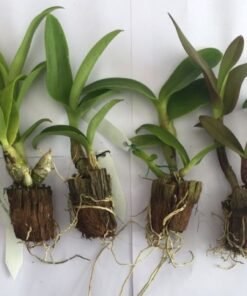 Alternative view of Popeye Red 98 Seedling