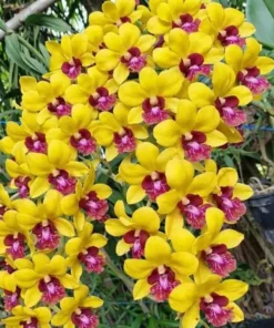 Matured Dendrobium Yellow Red Lip 298 with Flowers or Buds