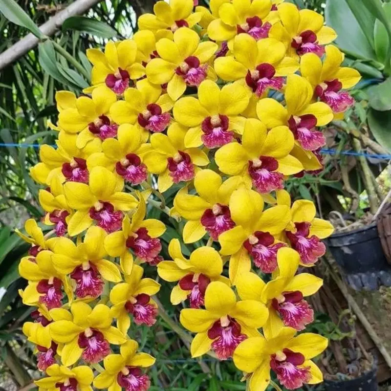 Matured Dendrobium Yellow Red Lip 298 with Flowers or Buds