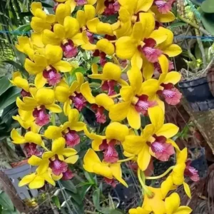 Yellow Red Lip 298 Seedling