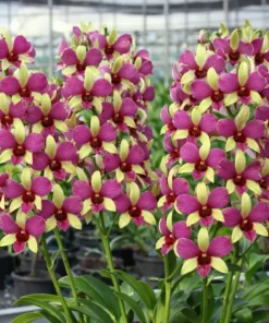 Two Tone Red Yellow Seedling