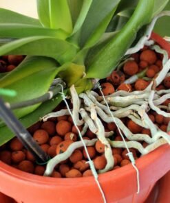 Alternative view of Leca Hydroton Balls (5 litres) - Orchid Potting Mix