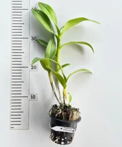 Alternative view of Blooming Size Dendrobium Red Town