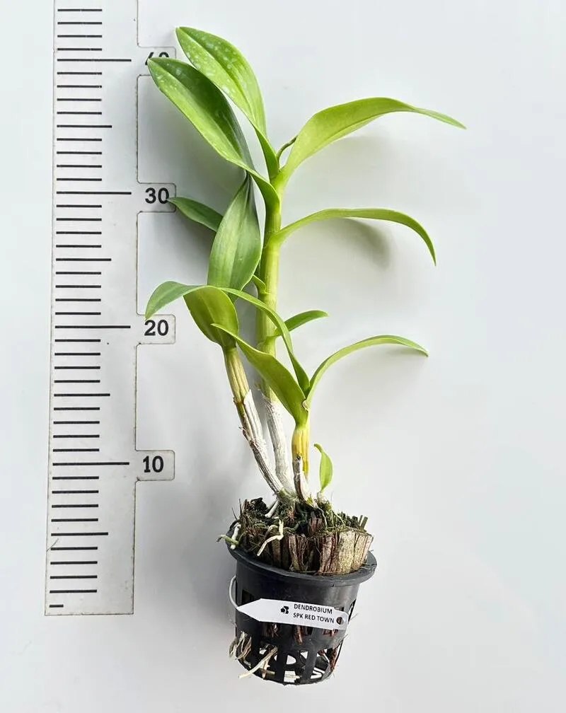 Blooming Size Dendrobium Red Town - Image 2