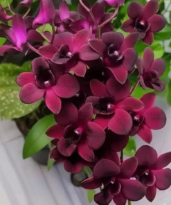 Blooming Size Dendrobium Red Town