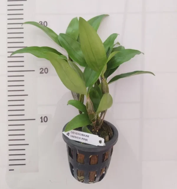 Farmeri Pink Blooming Size (Fragrant) - Image 4