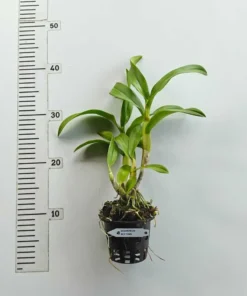 Alternative view of Blooming Size Dendrobium Red Town