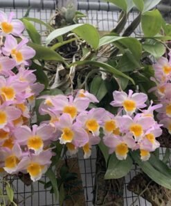 Dendrobium Farmeri Pink Blooming Size (Fragrant)