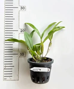 Dendrobium Farmeri Pink Blooming Size (Fragrant) - Image 4
