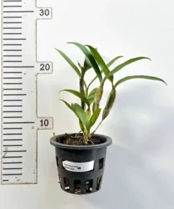 Dendrobium Farmeri Pink Blooming Size (Fragrant) - Image 4