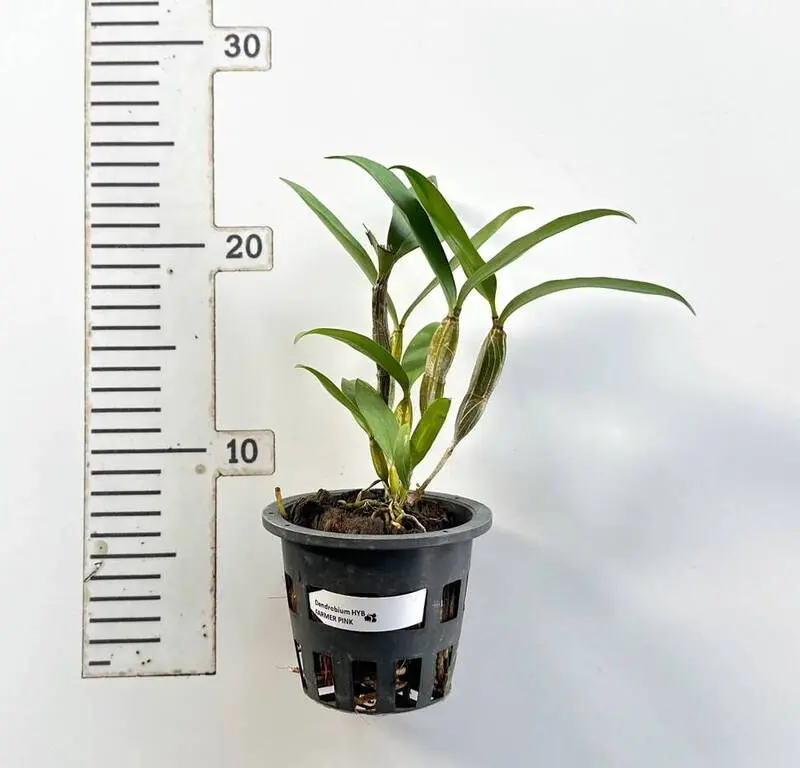 Dendrobium Farmeri Pink Blooming Size (Fragrant) - Image 4