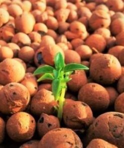 Leca Hydroton Balls (5 litres) - Orchid Potting Mix