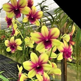 Purchase Orchid Plants Online | Buy Orchid Plants Online