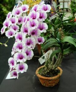 Ready to Flower Size Dendrobium Mini Yaya Compactum