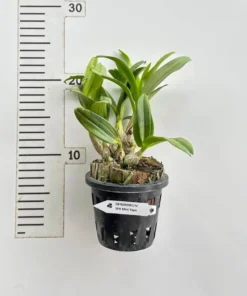 Alternative view of Ready to Flower Size Dendrobium Mini Yaya Compactum