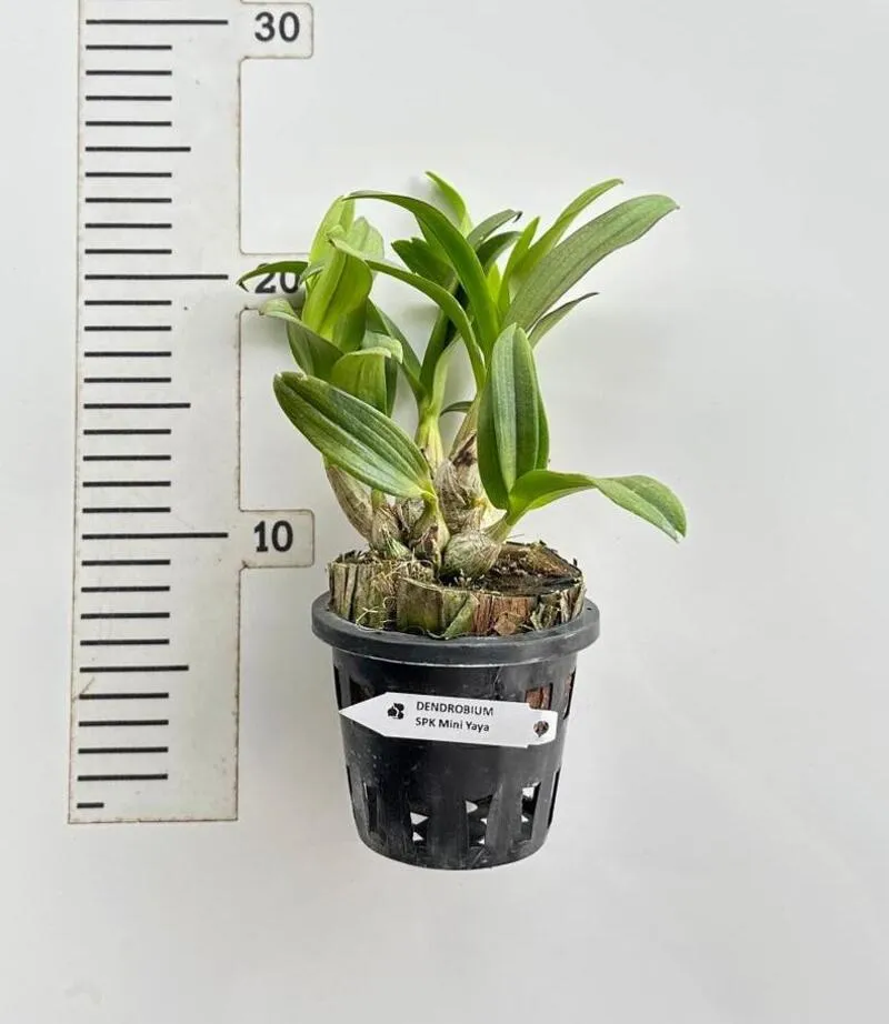 Ready to Flower Size Dendrobium Mini Yaya Compactum - Image 2
