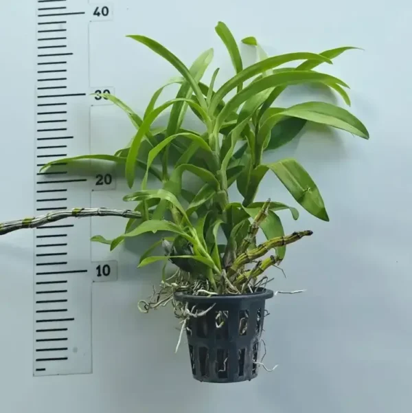 Dendrobium Albosanguineum Blooming Size - Image 2