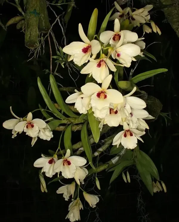 Dendrobium Albosanguineum Blooming Size