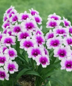 Matured Dendrobium Mini Yaya Compactum with Flowers or Buds