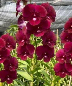 Red White Lip Seedling