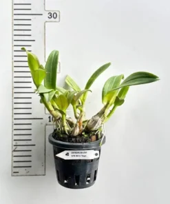 Alternative view of Matured Dendrobium Mini Yaya Compactum