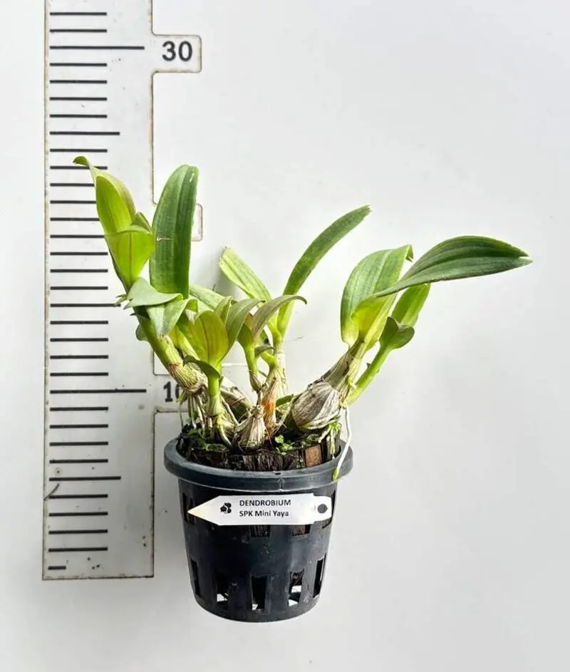 Matured Dendrobium Mini Yaya Compactum - Image 2