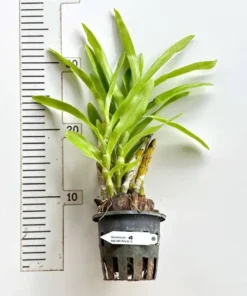Alternative view of Dendrobium Albosanguineum ( ABS Pale Gold ) Blooming Size