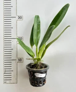 Alternative view of Cattleya Amazing Thailand Blooming Size
