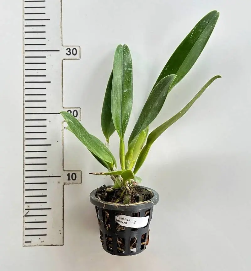 Cattleya Amazing Thailand Blooming Size - Image 2