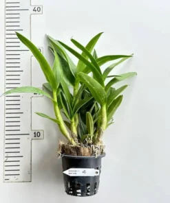 Alternative view of Matured Dendrobium Mini Yaya Compactum