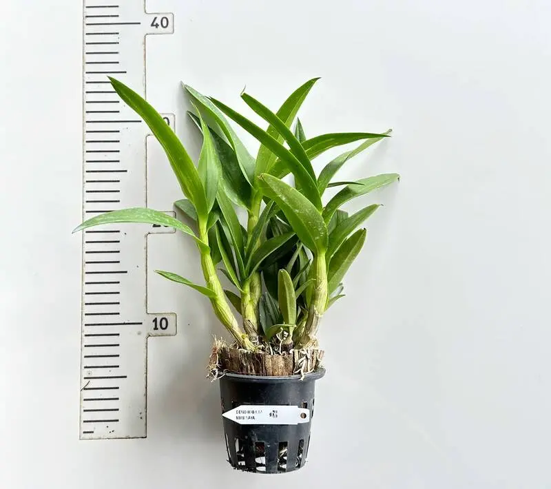 Matured Dendrobium Mini Yaya Compactum - Image 2