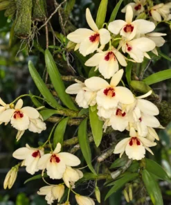Dendrobium Albosanguineum ( ABS Pale Gold ) Blooming Size