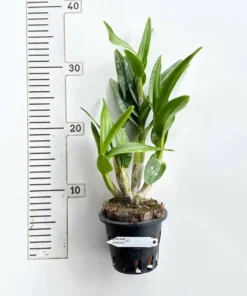 Ready to Flower Size Dendrobium Splash Compactum - Image 3