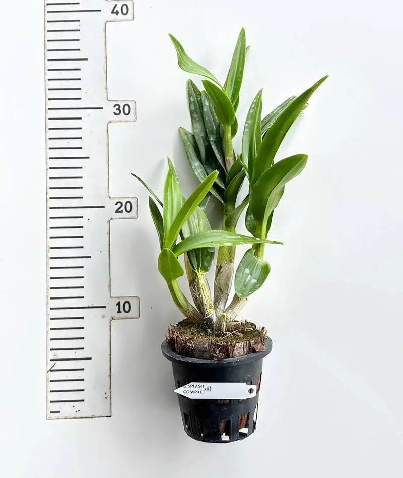 Ready to Flower Size Dendrobium Splash Compactum - Image 3