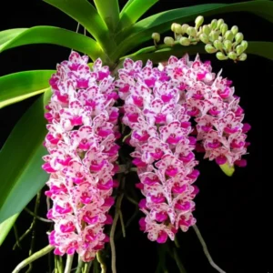 Rhynchostylis Plai Blooming Size