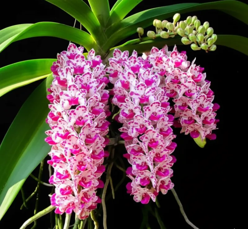 Rhynchostylis Plai Blooming Size