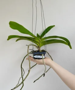 Alternative view of Rhynchostylis Plai Blooming Size